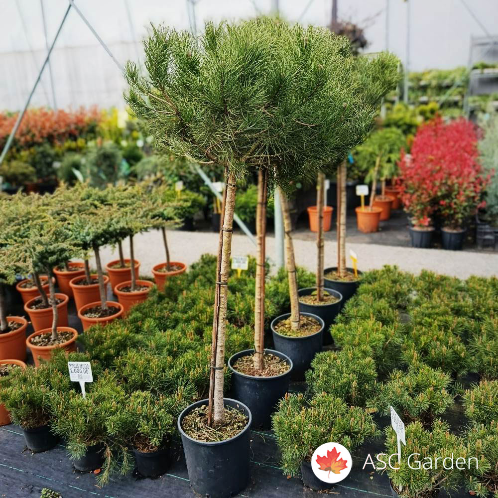 Pinus pinea 140-150 cm 15l - Slika 3