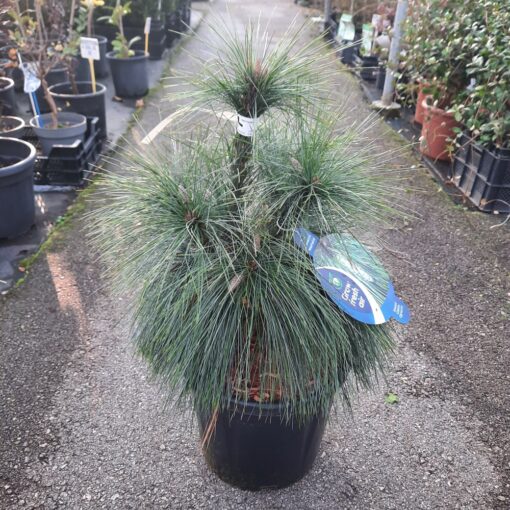 Pinus schwerinii 'Wiethorst'  50 cm