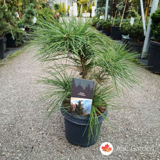 Pinus strobus 40 cm