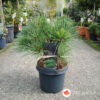 Pinus strobus 'Minima' 35 cm