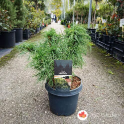 Pinus strobus 'Tiny Kurls' 30 cm