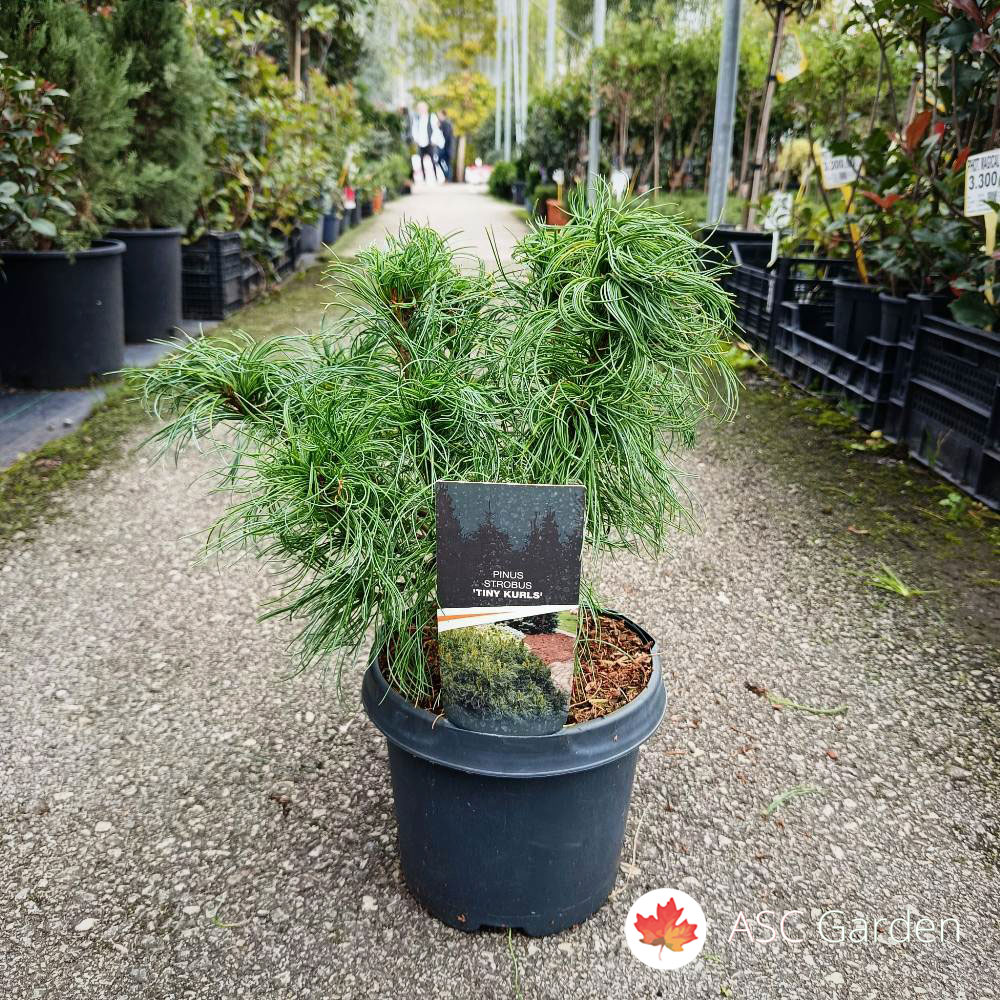 Pinus strobus 'Tiny Kurls' 30 cm