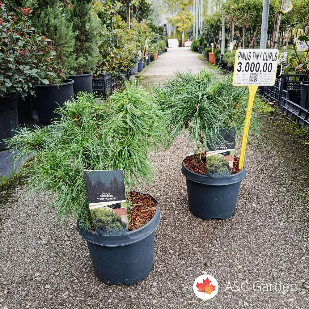 Pinus strobus 'Tiny Kurls' 30 cm - Slika 3