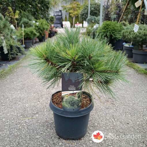 Pinus strobus radiata 35 cm