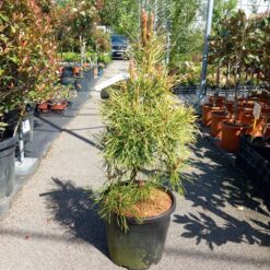 Pinus sylvestiris Aurea 90 cm - Zlatni bor
