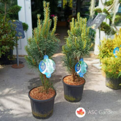 Pinus sylvestris Fastigiata 70 cm