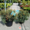 Pinus sylvestris 'Repens' 70 cm