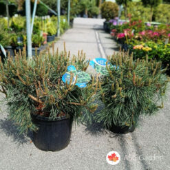 Pinus sylvestris 'Repens' 70 cm