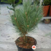 Pinus sylvestris Watereri