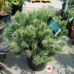 Pinus sylvestris Watereri 95 cm