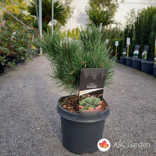 Pinus sylvestris Wiethorst 30 cm