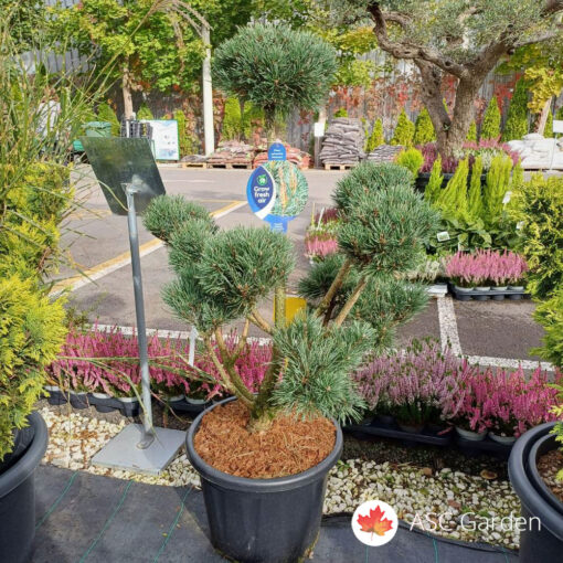 Pinus sylvestris Watereri 140 cm