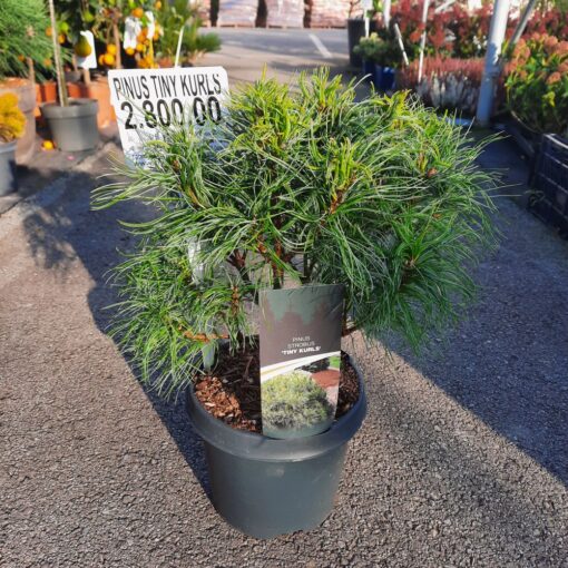 Pinus strobus 'Tiny Curls' 25 cm