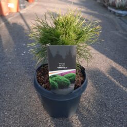 Pinus mugo 'Varella 25 cm
