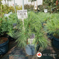 Pinus wallichiana 35 cm