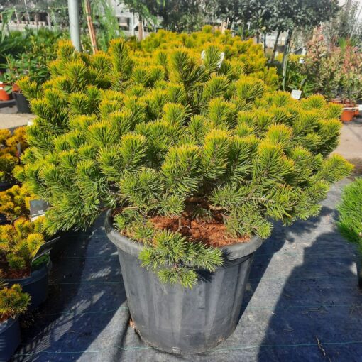 Pinus mugo 'Carsten’s Winter Gold' 100cm
