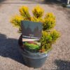 Pinus mugo 'Carstens Wintergold' – Patuljasti Planinski Bor 20 cm u Saksiji fi19