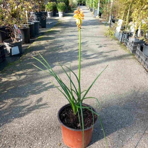 Plameni Ljiljan (Kniphofia) c3