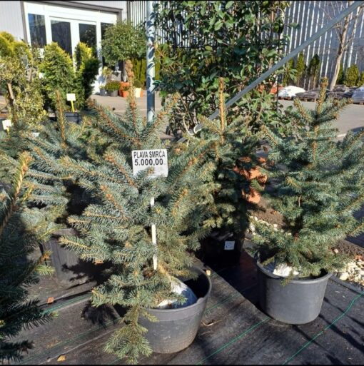 Picea - Plava smrča  75 - 100 cm