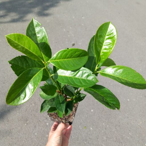 Prunus laurocerasus Etna 30 cm