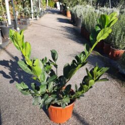 Prunus laurocerasus 'Bonaparte'