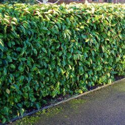 Prunus lusitanica 150 cm - Portugalska lovor višnja