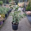 Prunus laurocerasus 'Novita' – Zimzeleni Grm 70 cm