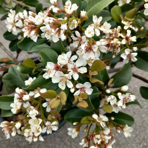 Rhaphiolepis umbellata Ovata 40 cm