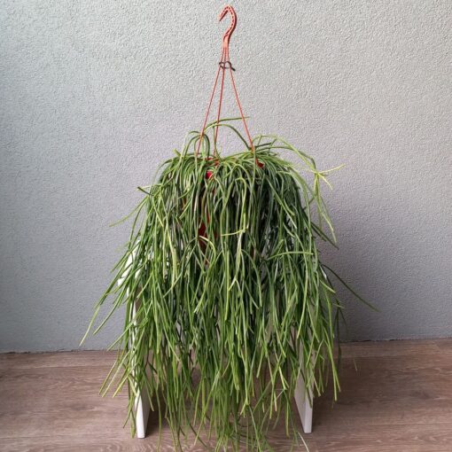 Rhipsalis Remaining 80 cm