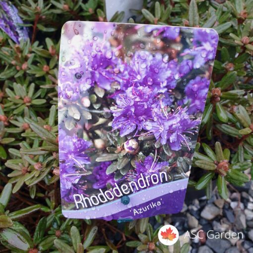 Rhododendron Impeditum Maggie