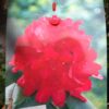 Rhododendron Nova Zembla – Prodaja Beograd, Cena, 65 cm