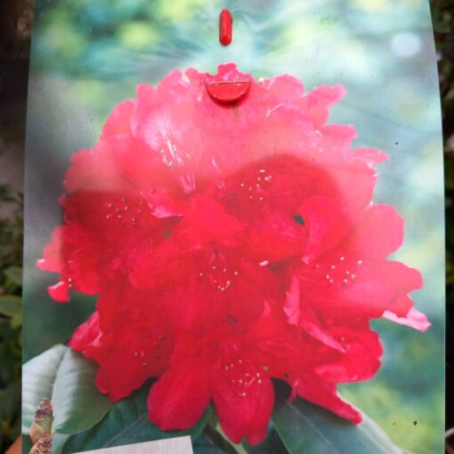 Rhododendron Nova Zembla – Prodaja Beograd, Cena, 65 cm