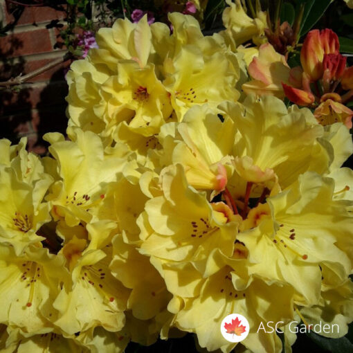 Rhododendron Saffrano 65 cm