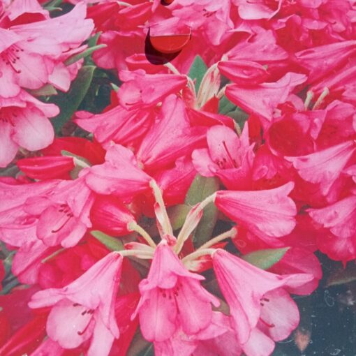 Rhododendron Winsome 65 cm
