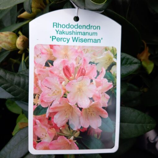 Rhododendron Double dots 40 cm