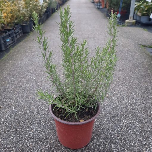 Ruzmarin 40 cm – Aromaticni Zimzeleni Grm