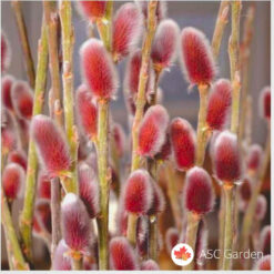 Salix gracilistyla „Mount Aso“ – Japanska crvena vrba na štapu 120-140cm