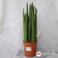 Sansevieria cylindrica