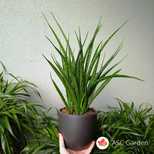 Sansevieria friends 45 cm