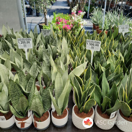 Sansevieria mix - keramika