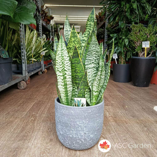 Sansevieria Golden Edge 65 cm