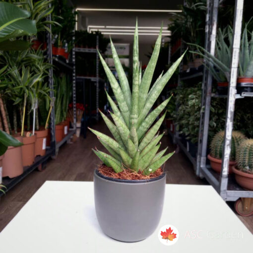 Sansevieria cylindrica 30 cm