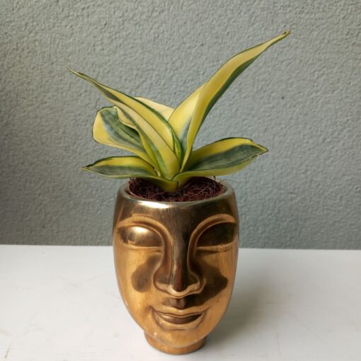 Sansevieria trifasciata gold/budha 20 cm