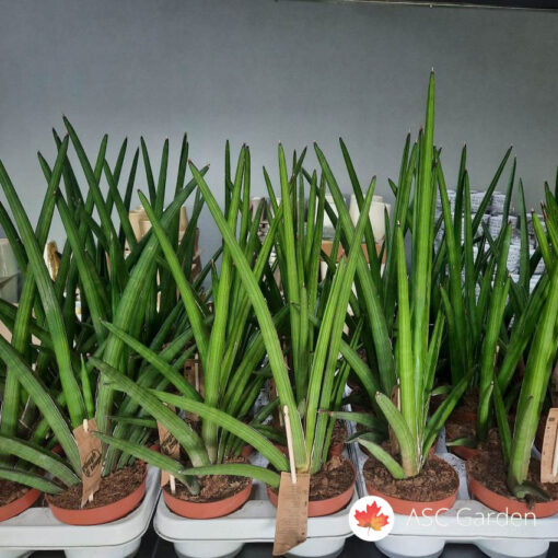 Sanseveria cylindrica handshake 50cm