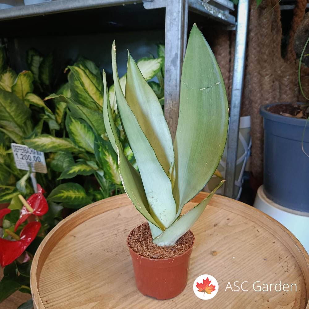 Sansevieria ‘Moonshine’ – 35 cm fi 9 cm - Slika 3