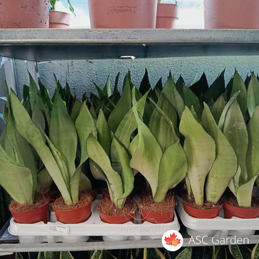 Sansevieria ‘Moonshine’ – 35 cm fi 9 cm - Slika 4