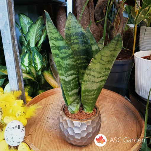 Sansevieria trifasciata Futura Superba