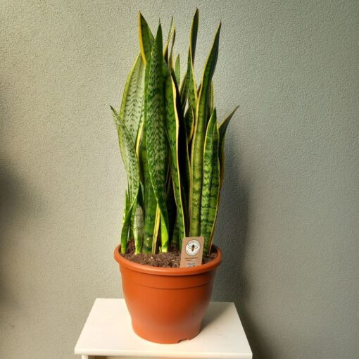 Sansevieria trifasciata Laurentii 95 cm