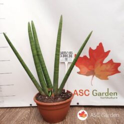 Sansevieria Cylindrica