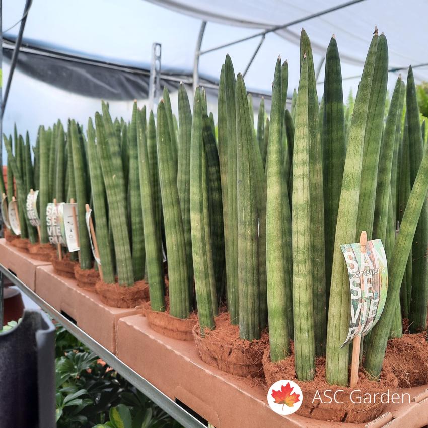 Sansevieria Cylindrica